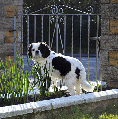 3 Maintenance Tips to Keep Your Electric Gate Running Smoothly